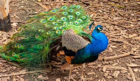 can you have a pet peacock - And the Intricate World of Owning Exotic Birds