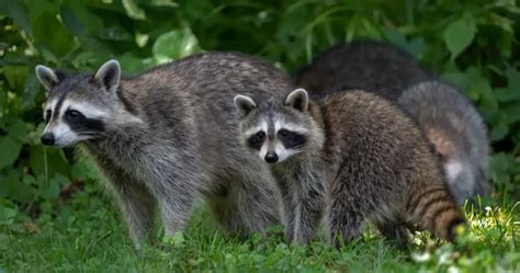 what does animal control do with raccoons and the intricacies of urban wildlife management